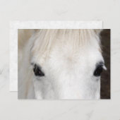Carte Postale Portrait du cheval blanc (Devant / Derrière)