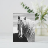 Carte Postale Portrait du cheval BW (Debout devant)