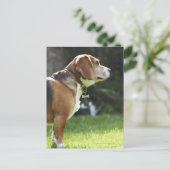 Carte Postale Portrait du chien (Debout devant)