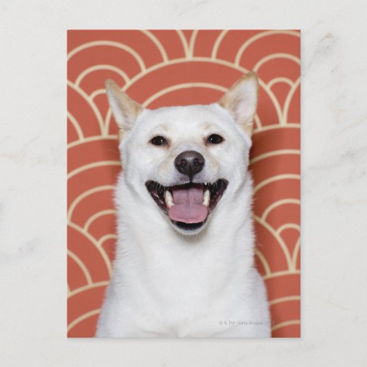 Carte Postale Portrait du chien 3 (Devant)