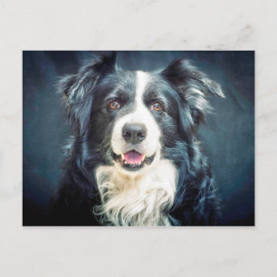 Carte Postale Portrait du chien de collie frontière