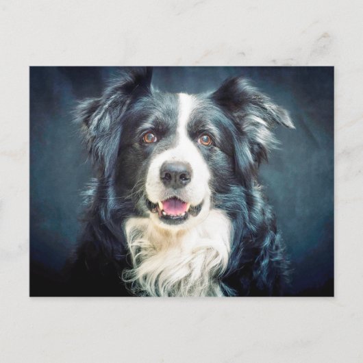 Carte Postale Portrait du chien de collie frontière (Devant)