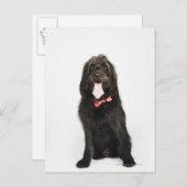 Carte Postale Portrait du chien de Labradoodle (Devant / Derrière)