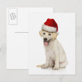 Carte Postale Portrait du labrador blanc (Devant / Derrière)