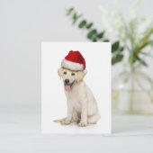 Carte Postale Portrait du labrador blanc (Debout devant)