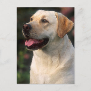 Carte Postale Portrait du Labrador Retriever, Hilton