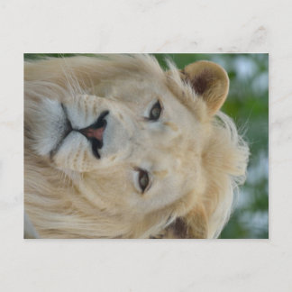 Carte Postale Portrait du lion blanc sud-africain
