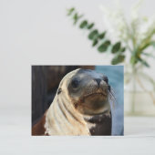 Carte Postale Portrait du lion de mer (Debout devant)