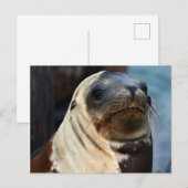 Carte Postale Portrait du lion de mer (Devant / Derrière)