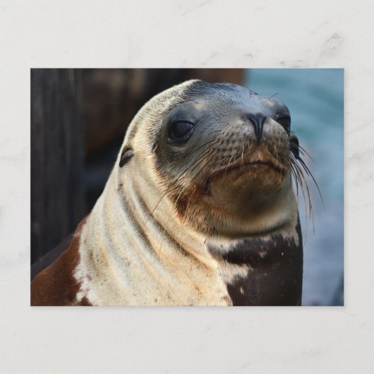 Carte Postale Portrait du lion de mer (Devant)