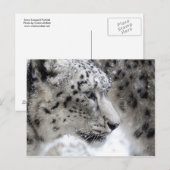 Carte Postale Portrait du profil du léopard des neiges (Devant / Derrière)