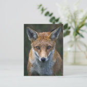 Carte postale portrait du renard roux (Debout devant)