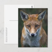 Carte postale portrait du renard roux (Devant / Derrière)