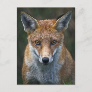 Carte postale portrait du renard roux