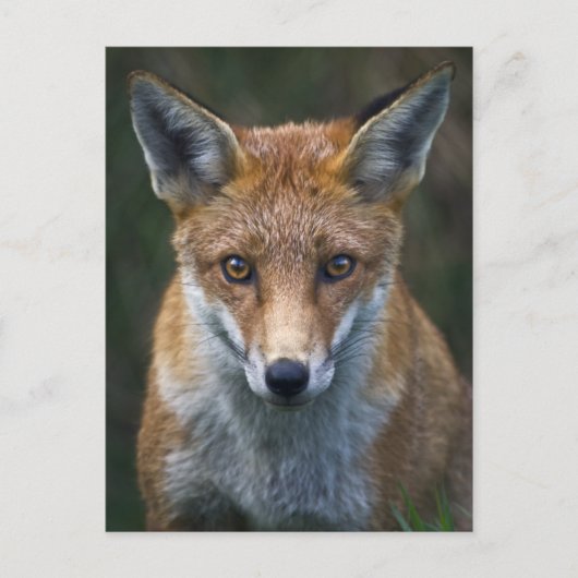 Carte postale portrait du renard roux (Devant)
