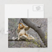 Carte Postale Portrait du singe doré mâle dans l'arbre (Devant / Derrière)