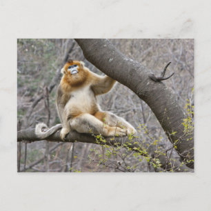 Carte Postale Portrait du singe doré mâle dans l'arbre