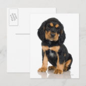 Carte Postale Portrait du studio du chiot Rottweiler (Devant / Derrière)