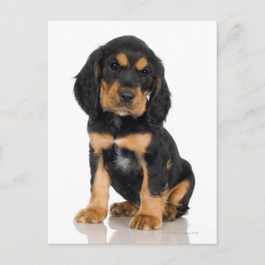 Carte Postale Portrait du studio du chiot Rottweiler (Devant)