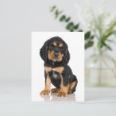 Carte Postale Portrait du studio du chiot Rottweiler (Debout devant)
