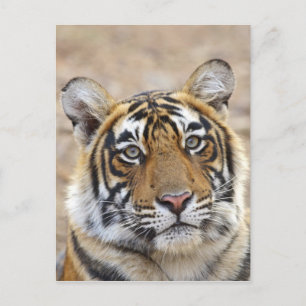 Carte Postale Portrait du tigre royal du Bengale, Ranthambhor