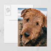 Carte Postale Portrait d'un Airedale Terrier (Devant / Derrière)