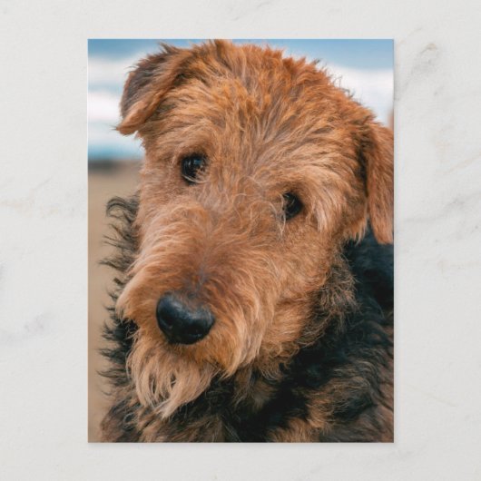 Carte Postale Portrait d'un Airedale Terrier (Devant)