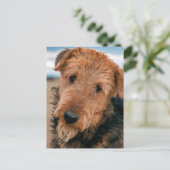 Carte Postale Portrait d'un Airedale Terrier (Debout devant)