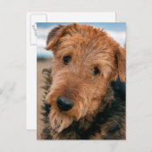 Carte Postale Portrait d'un Airedale Terrier 2 (Devant / Derrière)