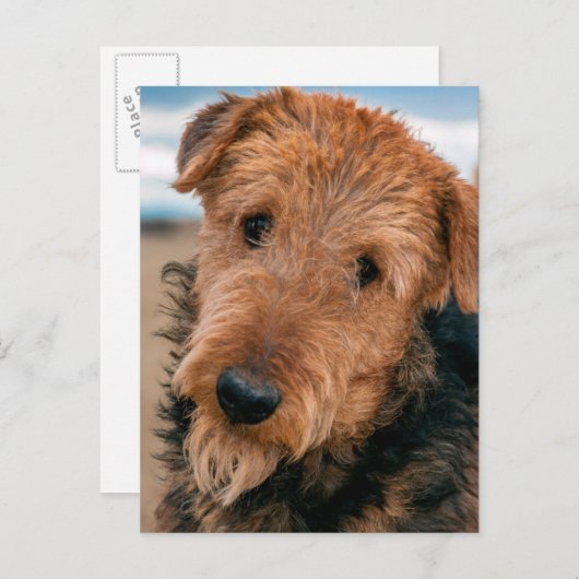 Carte Postale Portrait d'un Airedale Terrier 2 (Devant / Derrière)