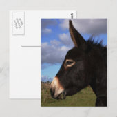 Carte Postale Portrait d'un âne (Devant / Derrière)
