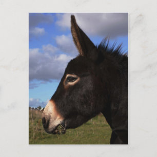 Carte Postale Portrait d'un âne