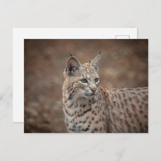 Carte Postale Portrait d'un Bobcat (Devant / Derrière)