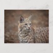 Carte Postale Portrait d'un Bobcat (Devant)