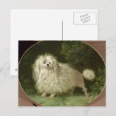 Carte Postale Portrait d'un caniche (Devant / Derrière)