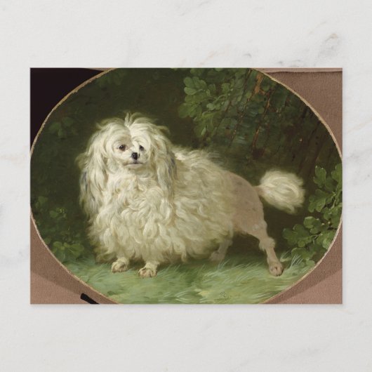 Carte Postale Portrait d'un caniche (Devant)