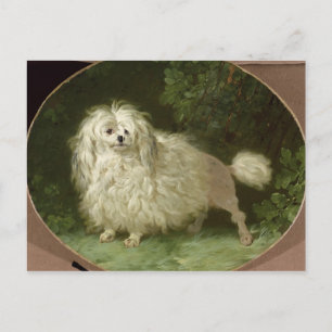 Carte Postale Portrait d'un caniche