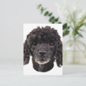 Carte Postale Portrait d'un caniche noir (Debout devant)