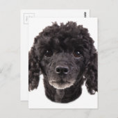 Carte Postale Portrait d'un caniche noir (Devant / Derrière)