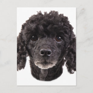 Carte Postale Portrait d'un caniche noir