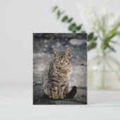 Carte Postale Portrait d'un chat (Debout devant)