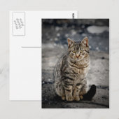 Carte Postale Portrait d'un chat (Devant / Derrière)