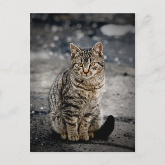 Carte Postale Portrait d'un chat (Devant)