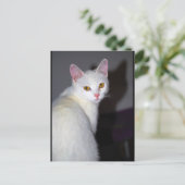Carte Postale Portrait d'un chat blanc (Debout devant)