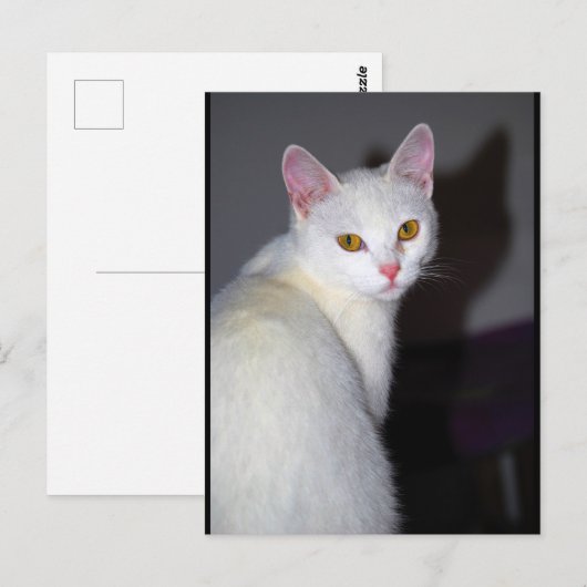 Carte Postale Portrait d'un chat blanc (Devant / Derrière)