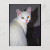 Carte Postale Portrait d'un chat blanc (Devant)