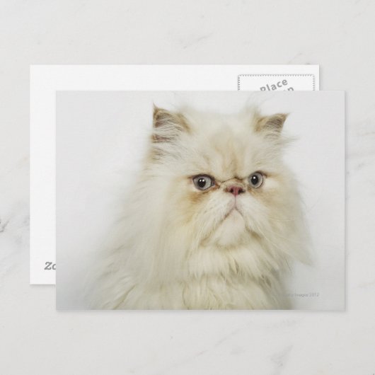 Carte Postale Portrait d'un chat perse (Devant / Derrière)