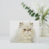 Carte Postale Portrait d'un chat perse (Debout devant)