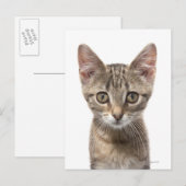 Carte Postale Portrait d'un chaton (Devant / Derrière)