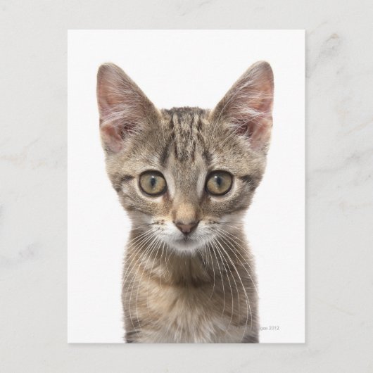 Carte Postale Portrait d'un chaton (Devant)